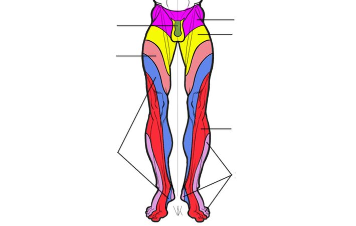zona de inervación dos segmentos lumbares